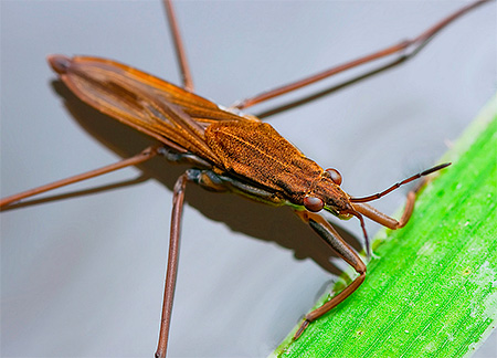Brown bug water strider