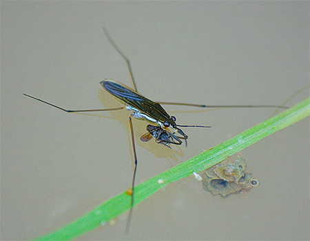 Almost black water strider