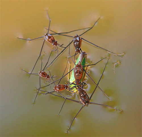 African water striders