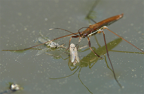 The front legs of the water strider bug are short