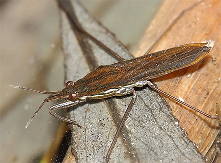 The middle and hind legs of the bug are the most developed