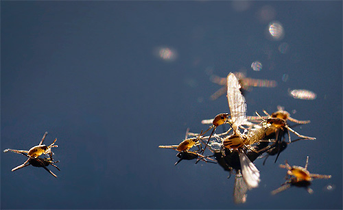 Water strider larvae