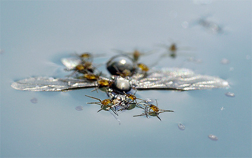 Water strider larvae eat the same food as adults.