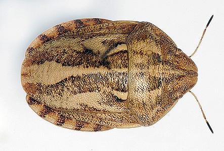 Foto: ploštice (Eurygaster integriceps)