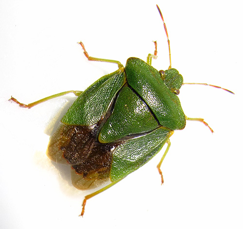 Den gröna insekten har vingar