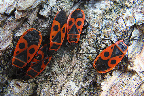 Soldat bugg (Pyrrhocoris apterus)