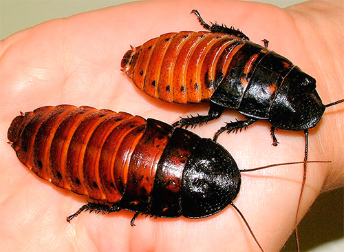 Gromphadorrina portentosa - Blattes sifflantes de Madagascar