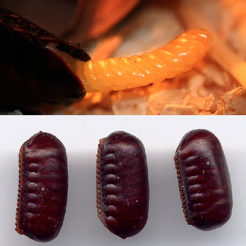 Oothèque de Madagascar et de la blatte noire