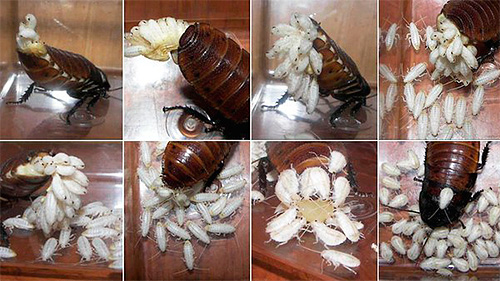 Genres du cafard sifflant de Madagascar