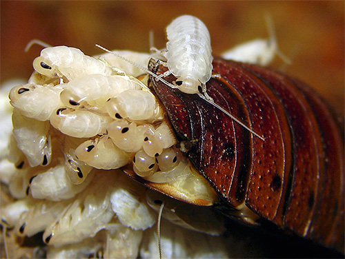 Larves (nymphes) de la blatte de Madagascar (jeune âge)