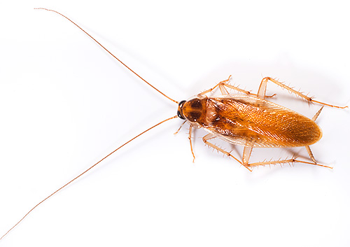 Blatte rouge (Blattella germanica ou prussienne)