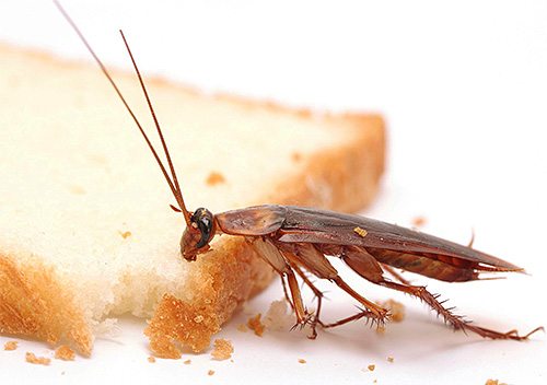 Les restes de nourriture humaine sont une excellente nourriture pour les cafards.