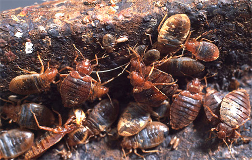 As long as there are bedbugs in the house, bites will be inevitable.