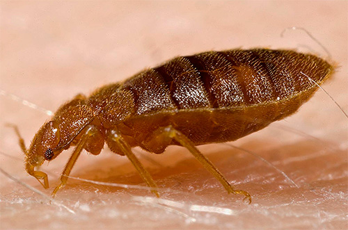 Bed bugs have a special piercing-sucking proboscis