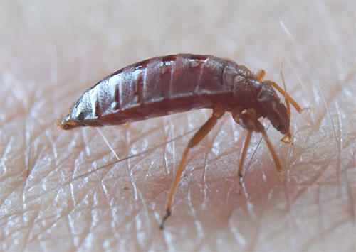 The bug pierced the skin with a proboscis