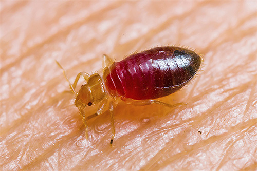 Photo of a bed bug larvae drinking blood