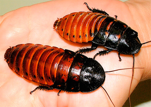 Šváb madagaskarský (Gromphadorrhina portentosa)