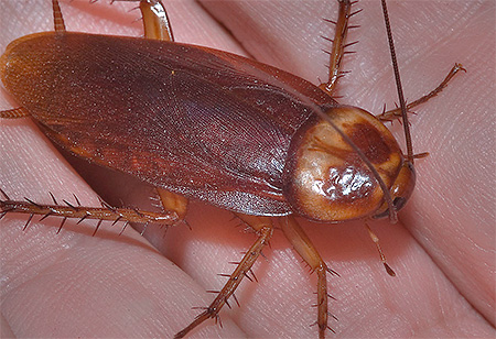 Americký šváb (Periplaneta americana)