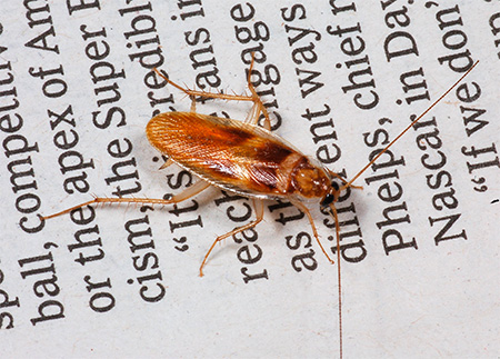 Červený šváb (Blattella germanica)