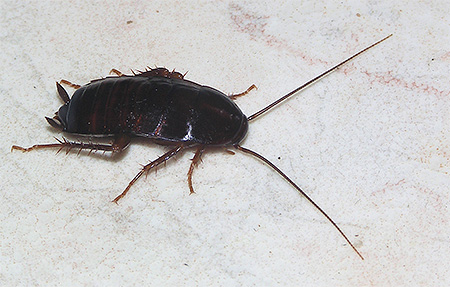 Fotografia čierneho švába (Blatta orientalis)