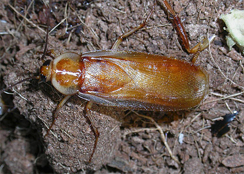 Shelfordella tartara, samec