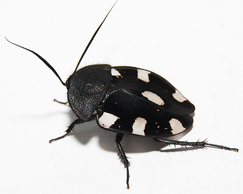 Šachový šváb (Therea Bernhardti)