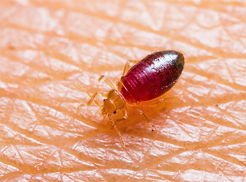 Le allergie si sviluppano spesso dopo le punture di cimici - perché?