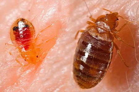 Foto: larva di insetto e adulto bevono sangue
