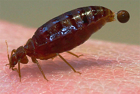 Anche gli escrementi delle cimici dei letti possono causare allergie.