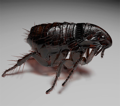 pulga humana