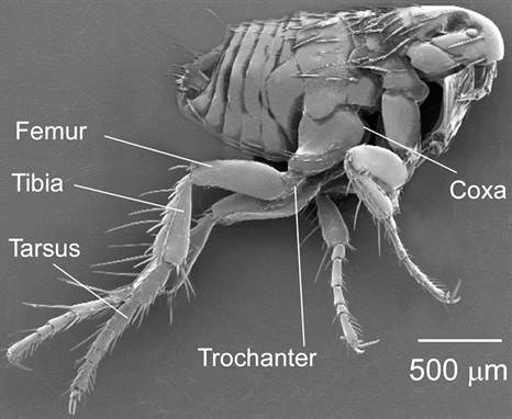 Pulga de cachorro sob o microscópio