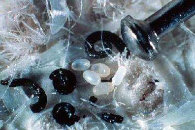 Larvas e ovos de pulgas