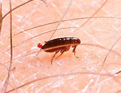 As pulgas mordem quase exclusivamente animais de sangue quente.