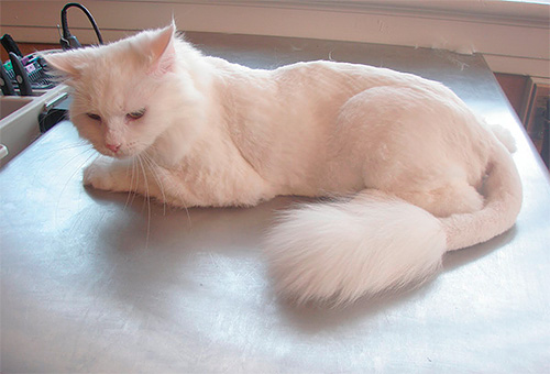 Om katten blev övervunnen av loppor