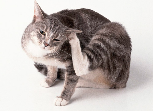 Om din katt kliar ofta kan detta vara ett tecken på att hon har loppor.