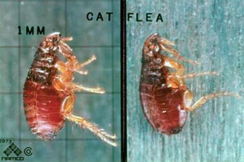 Fotografi av en kattloppa under ett mikroskop