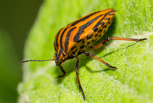 โล่ที่ปกครองหรือ Graphosoma lineatum lineatum