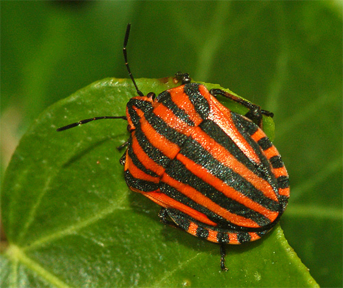 บั๊กโล่อิตาลีหรือ Graphosoma lineatum italicum