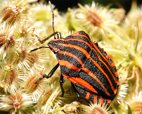 Graphosoma lineatum italicum ในเลนส์มาโคร