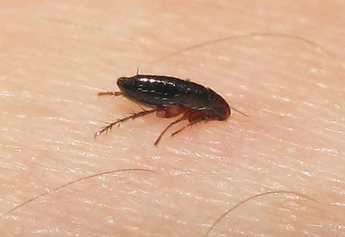 Vid tidpunkten för bettet kan råttloppan överföra en bukett av biologiska ämnen som är främmande för kroppen till en person.