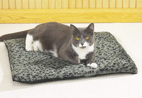 Loppor kommer inte att gilla det alls om det finns tallsågspån inuti kattkudden
