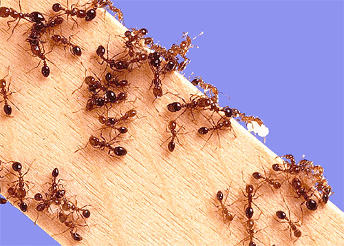 We choose poison from ants in the apartment ...