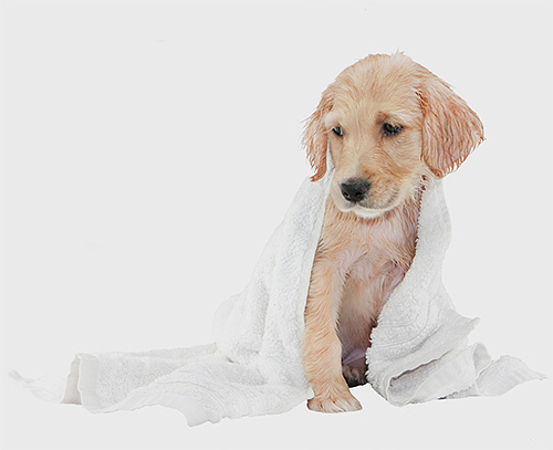 Qualquer shampoo para pulgas em cães tem suas vantagens e desvantagens.