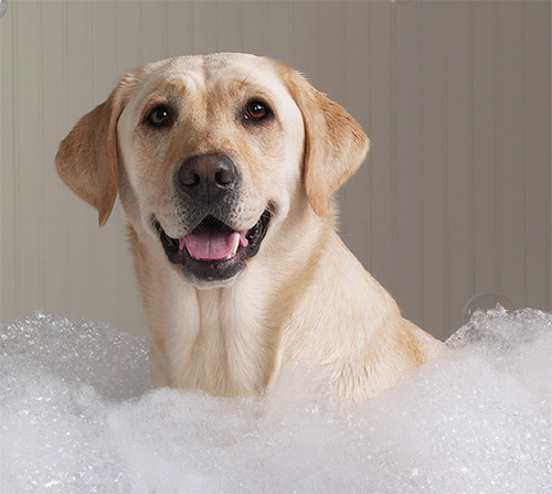 Se o cão precisa ser banhado rapidamente, o melhor é preparar um banho com espuma de xampu.