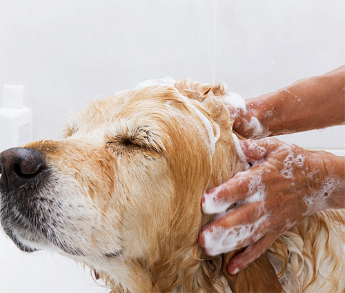 Dar banho em um cachorro com shampoo não é tarefa fácil! Mas muitos cães gostam