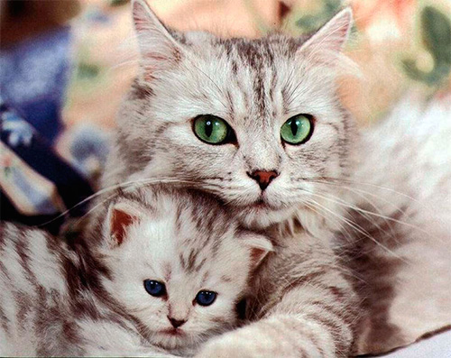 Escolhendo o remédio de pulgas mais eficaz para gatos e gatinhos
