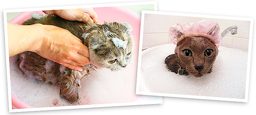Shampoos para pulgas não apenas matam parasitas, mas também cuidam dos pelos dos animais