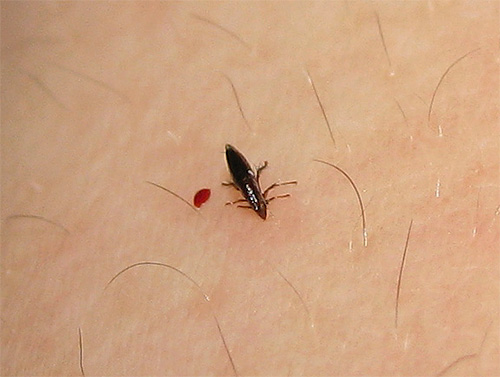 Le pulci adulte si nutrono esclusivamente di sangue, quindi non tutti i rimedi saranno efficaci contro di loro.