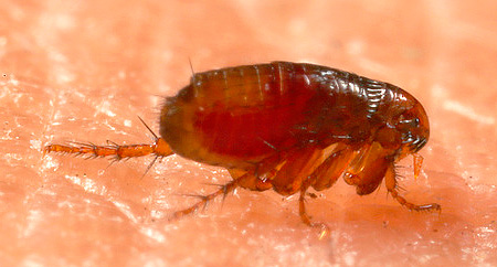 I rimedi popolari per gli insetti di solito respingono le pulci, ma non le uccidono