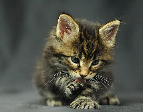 Para gatos e gatinhos, lamber o veneno das superfícies pode ser bastante perigoso.